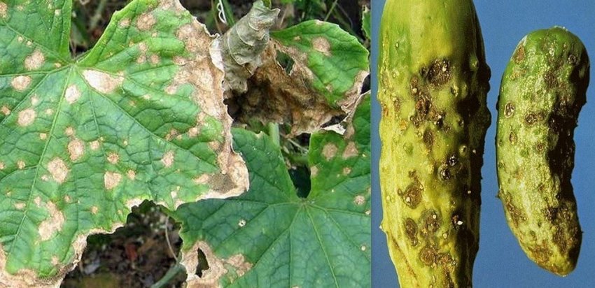 Кладоспориоз на листі і плодах огірків Кладоспориоз на листі і плодах огірків