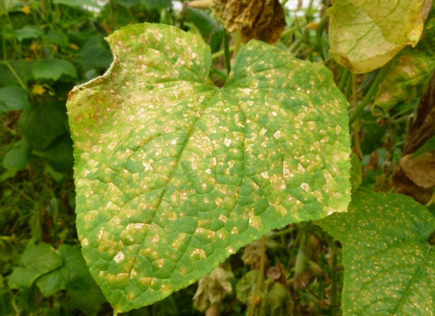 Несправжня борошниста роса Несправжня борошниста роса