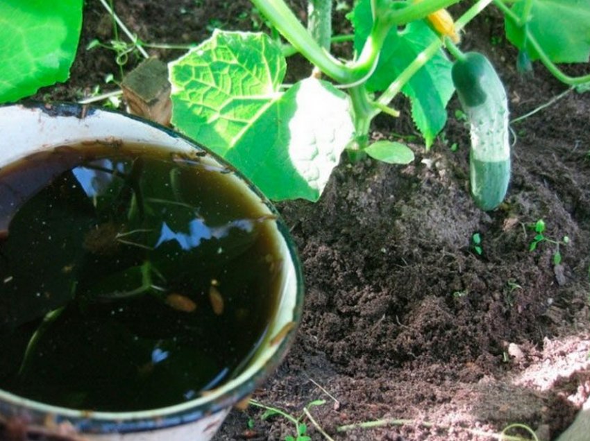 Підживлення огірків Підживлення огірків