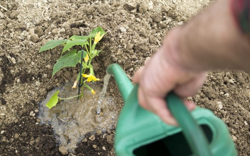 Полив огірків Полив огірків