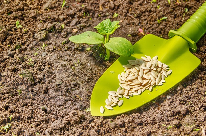 Посів насіння огірків у відкритий грунт Посів насіння огірків у відкритий грунт