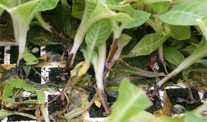 Уражена чорною ніжкою розсади капусти Уражена чорною ніжкою розсади капусти
