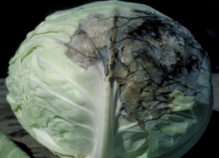 Слизовий бактеріоз на капусті Слизовий бактеріоз на капусті