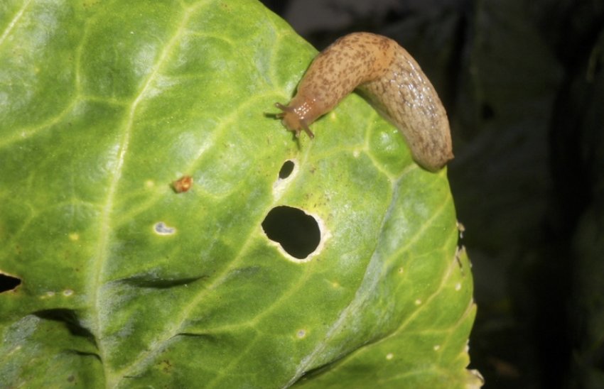 Slug на капусті Slug на капусті