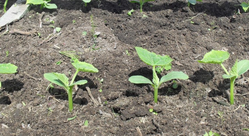 Висадка розсади огірків у відкритий ґрунт Висадка розсади огірків у відкритий ґрунт