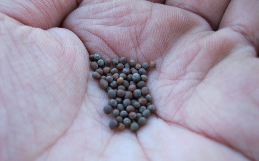 Насіння капусти Насіння капусти