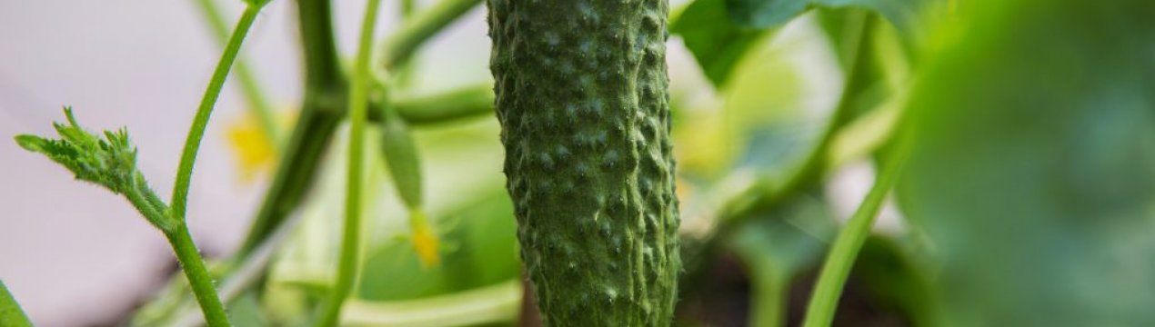 Опис сорту огірка Журавльонок: його характеристика та врожайність