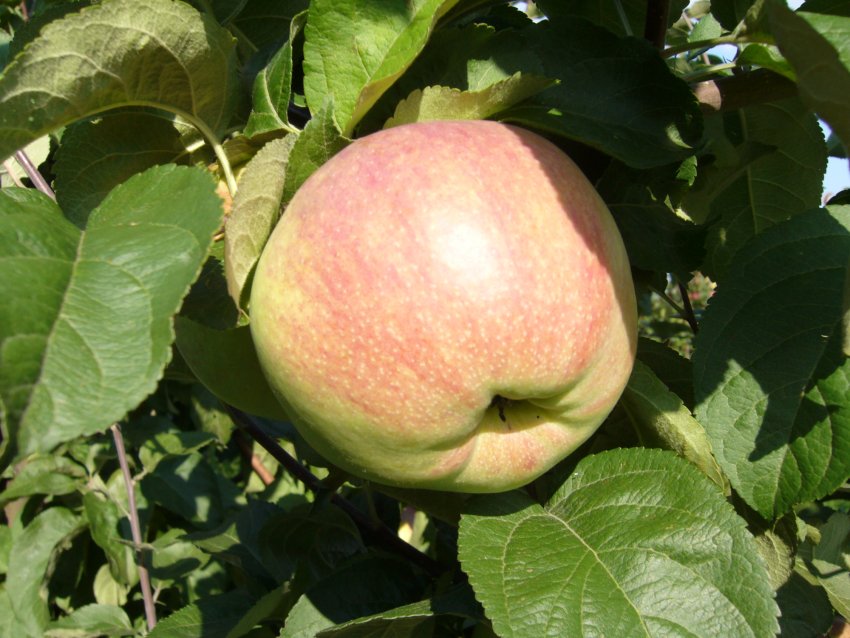 Преимущества яблони сорта Вербное