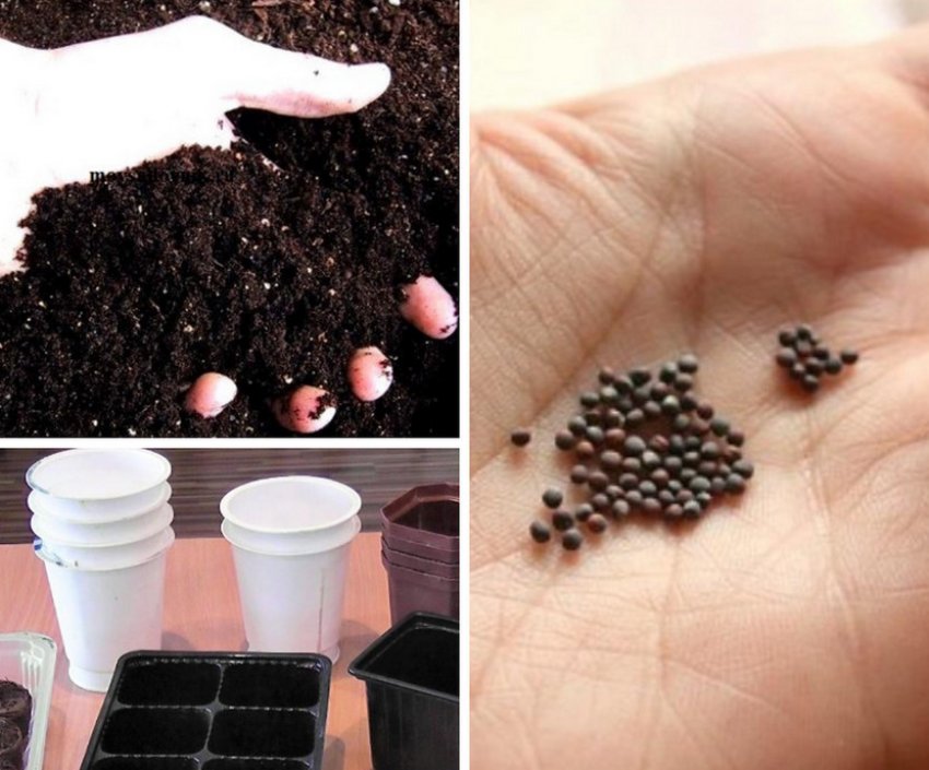 Процес посадки насіння капусти Процес посадки насіння капусти