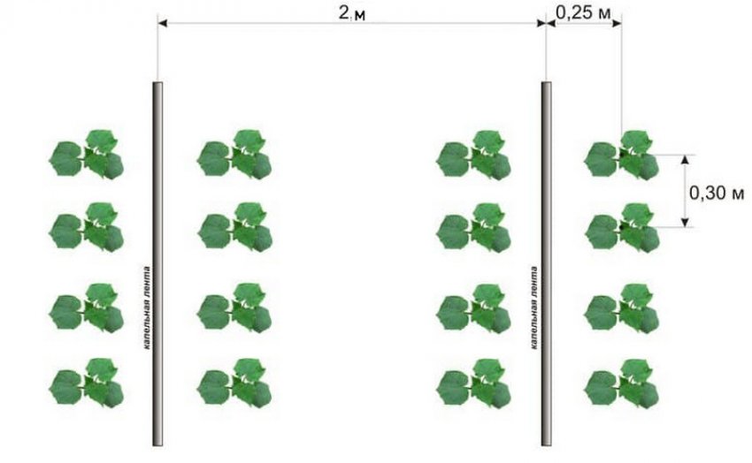 Посадка огірків