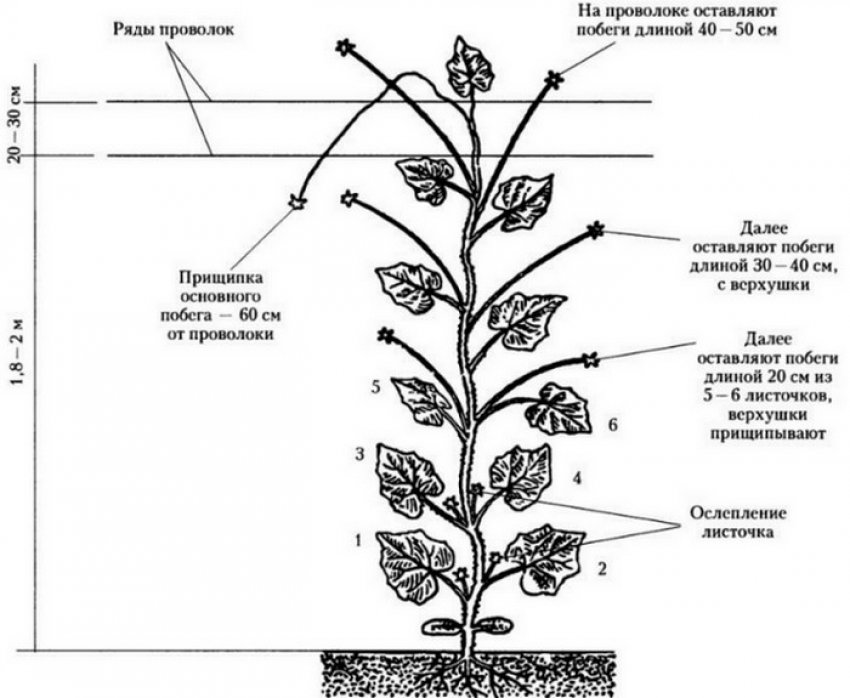 Формування