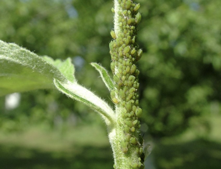 Попелиця на яблуні