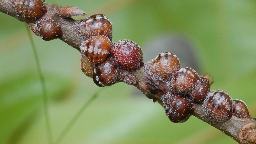Щитівки на гілці яблуні