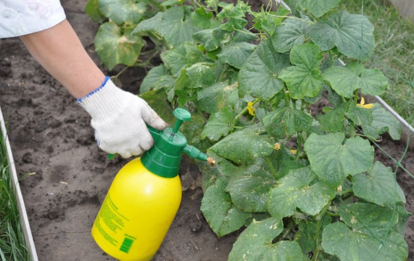 Підживлення огірка