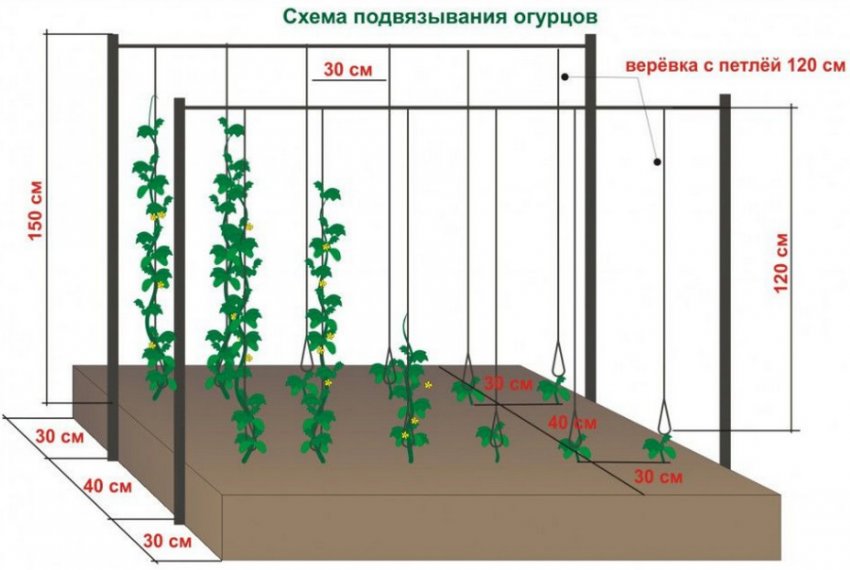 Підв[1]язки огірків.