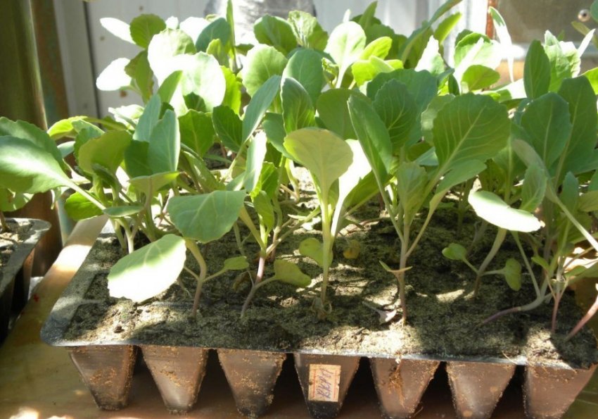 Загартовування розсади капусти Загартовування розсади капусти