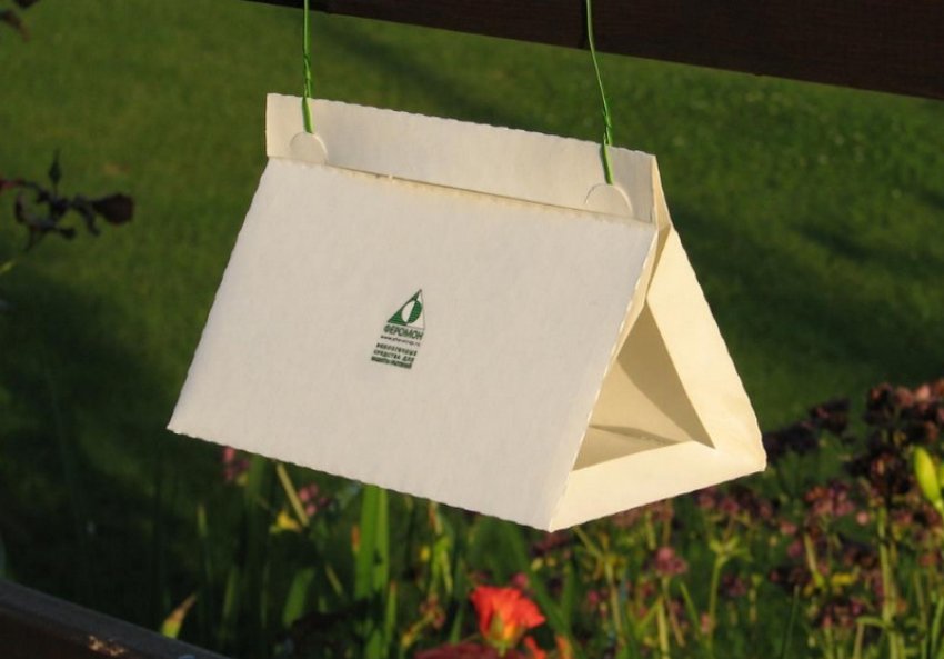 Феромонні пастки