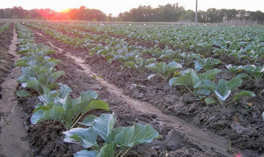 Підбір правильного місця для посадки розсади капусти Підбір правильного місця для посадки розсади капусти