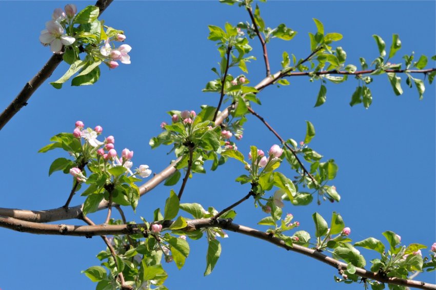 Яблуня Афродіта Яблуня Афродіта