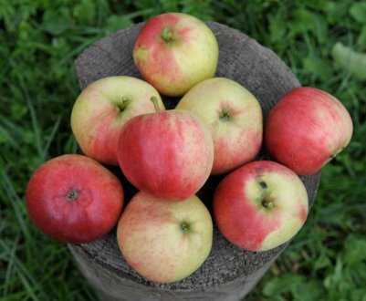 Характеристика та агротехніка вирощування яблуні сорту Афродіта