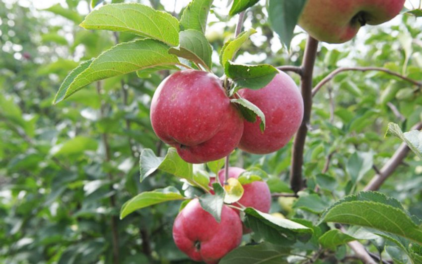 Яблуня Афроита Яблуня Афроита