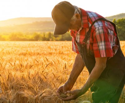 Провідний британський кооператив запустив нову страхову послугу для своїх фермерів
