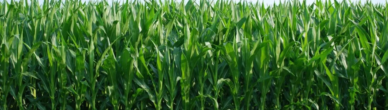 Органічне сільське господарство пом'якшує зміна клімату