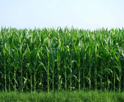 Органічне сільське господарство пом'якшує зміна клімату