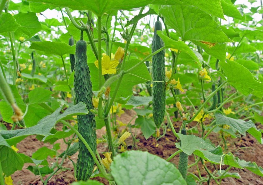 Огірки сорту Алігатор Огірки сорту Алігатор