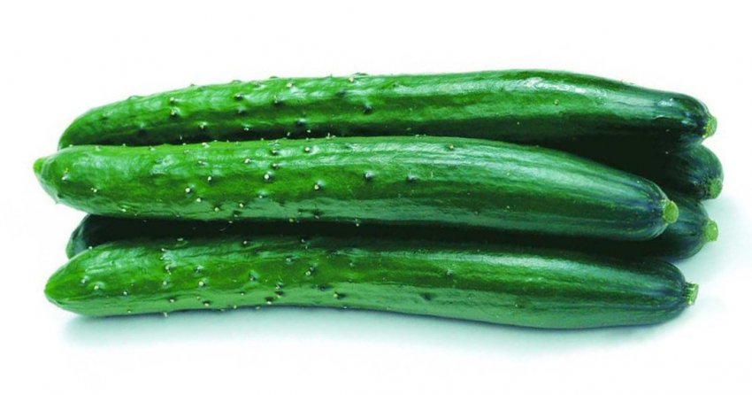 Огірки Алігатор f1 Огірки Алігатор f1