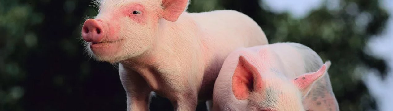 Іграшки для свиней як спосіб придушення агресії