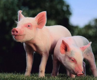 Іграшки для свиней як спосіб придушення агресії