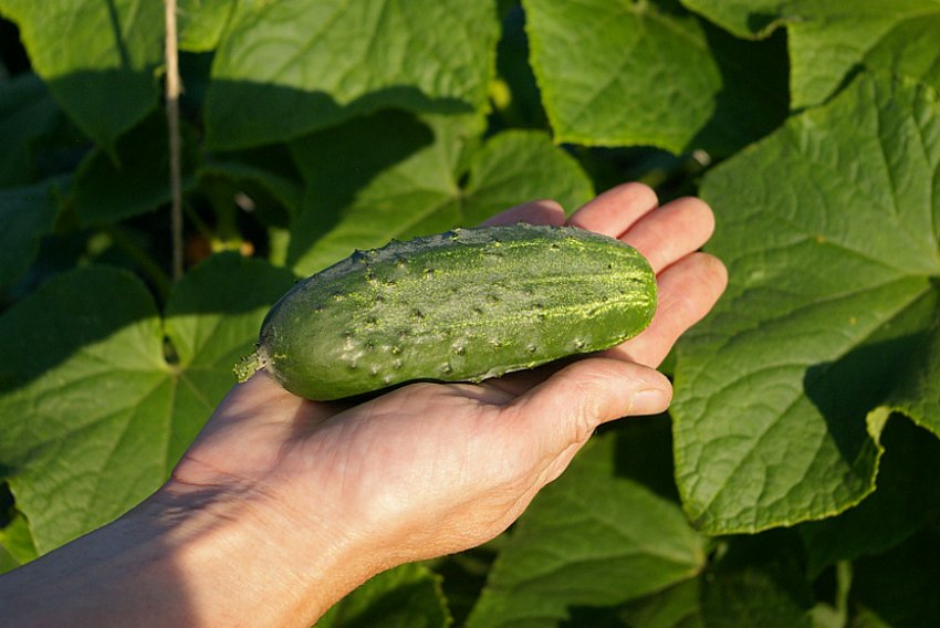 Огірок Журавльонок