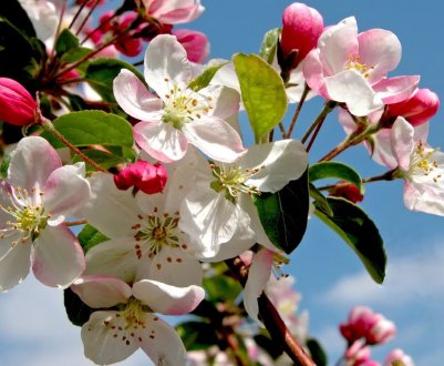 Садівники України оцінили стан яблуневих садів після зими