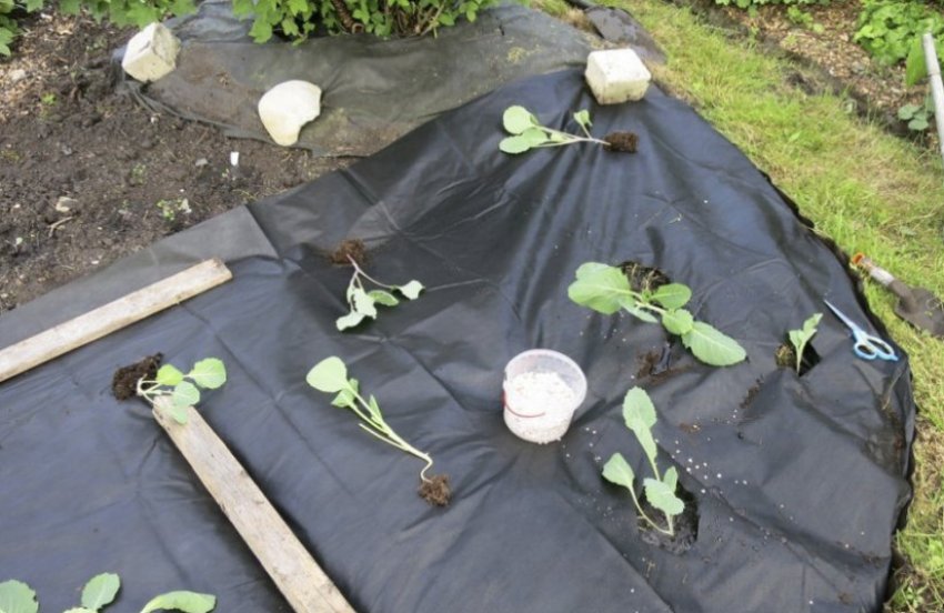 Пересаджування розсади у відкритий грунт Пересаджування розсади у відкритий грунт