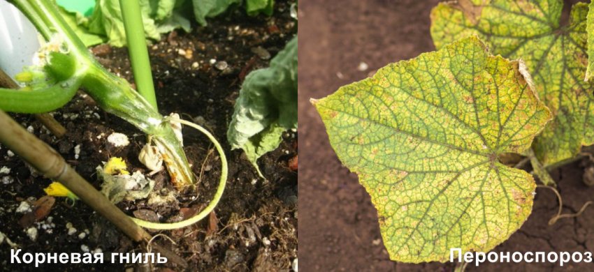 Хвороби огірків