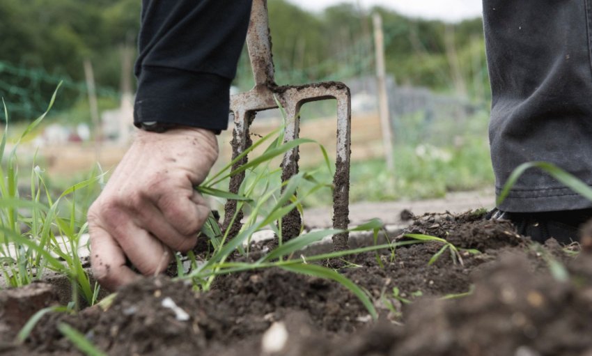 Прополка розсади Прополка розсади