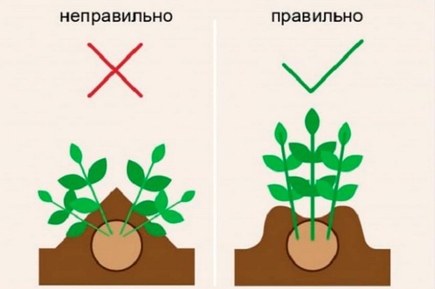 Підгортання розсади Підгортання розсади