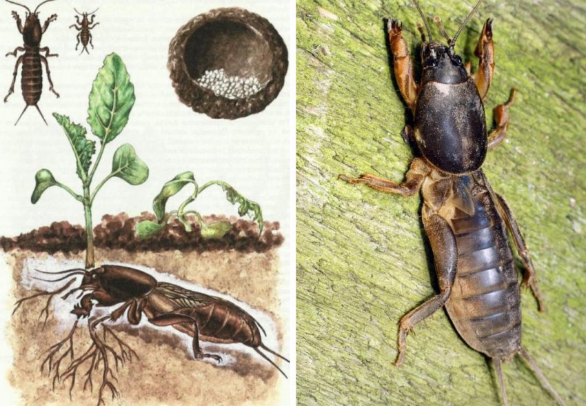 Капустянка Капустянка