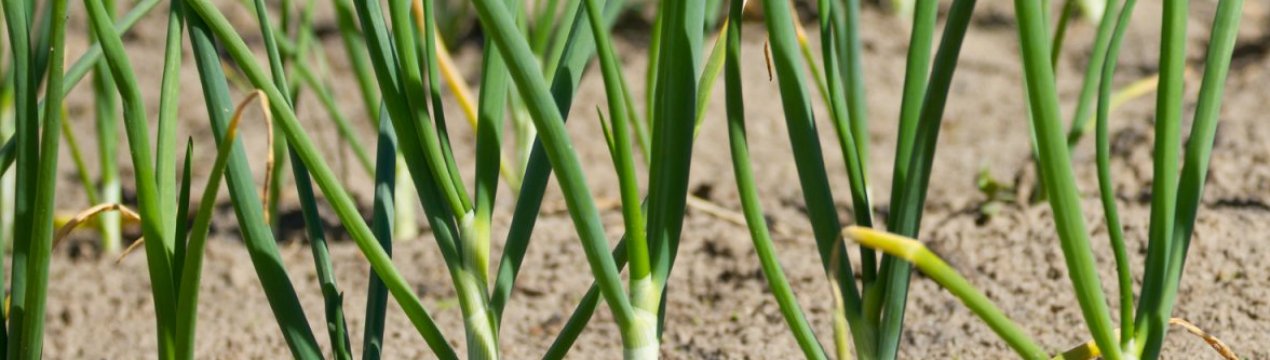 Основні причини пожовтіння лука