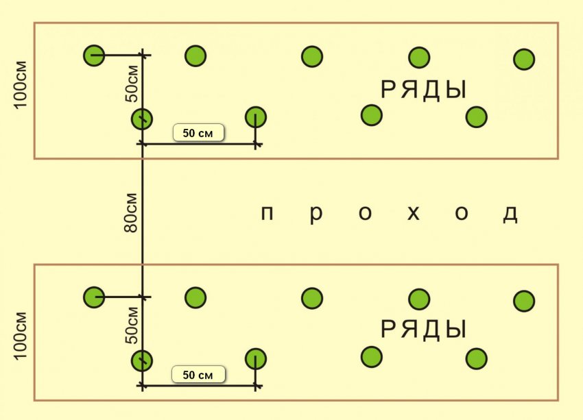 Схема посадки огірків Схема посадки огірків