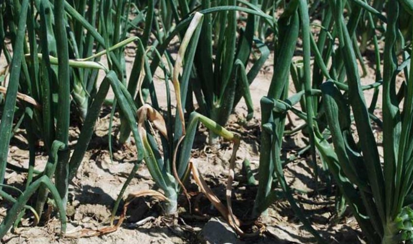 Фузаріоз цибулі Фузаріоз цибулі