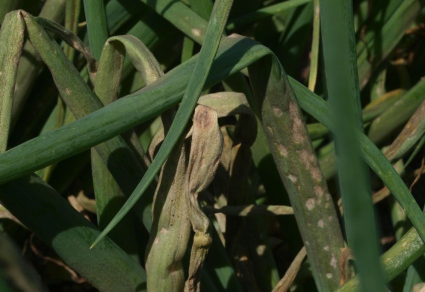 Пероноспороз цибулі Пероноспороз цибулі