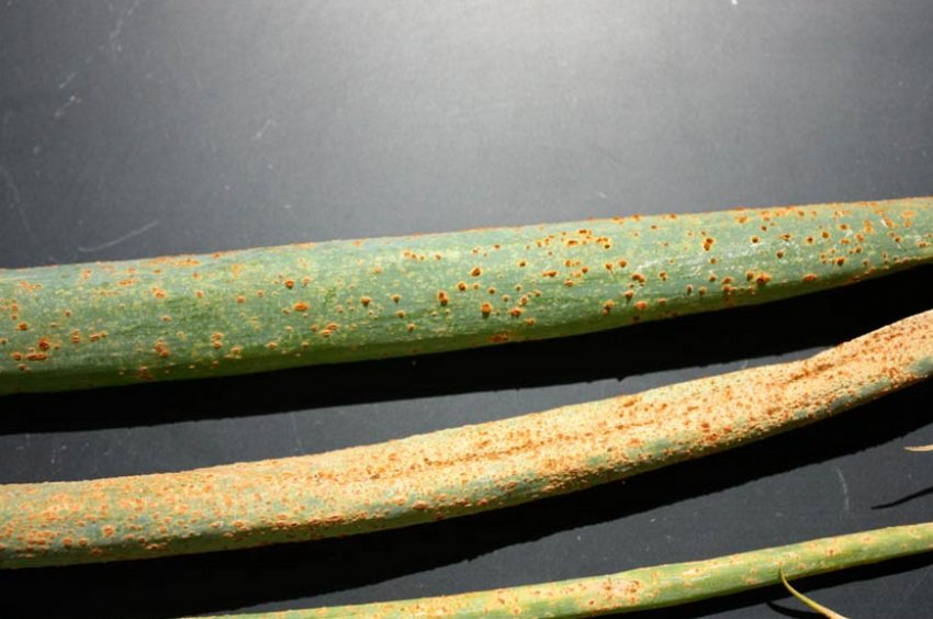 Іржа цибулі Іржа цибулі