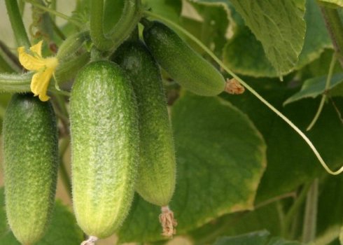 Сорт огірків Клодін: опис, характеристика, вирощування і догляд