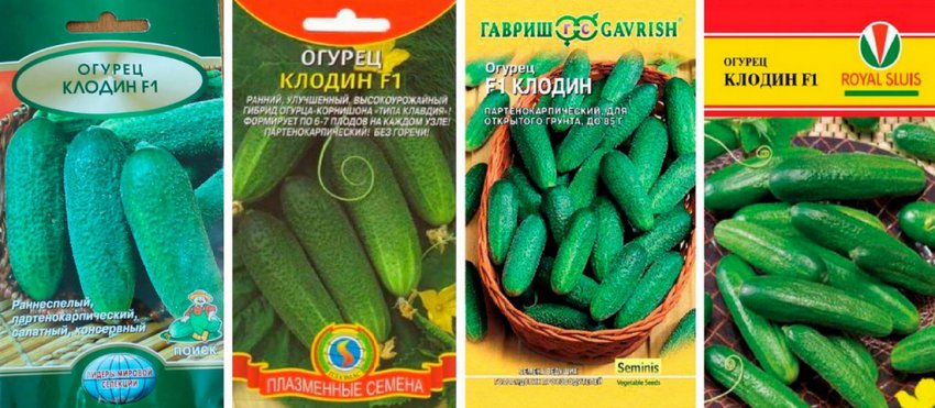 Огірки сорту Клодін Огірки сорту Клодін