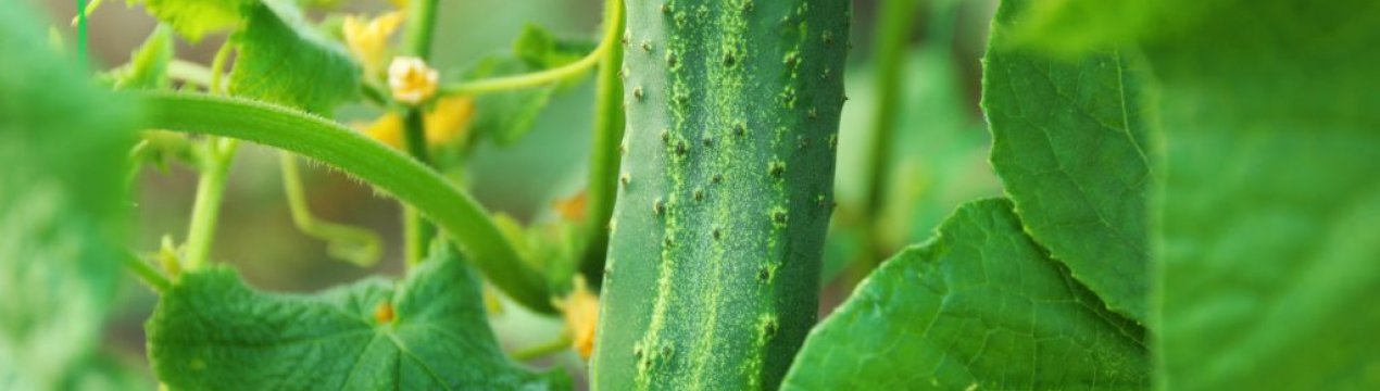 Сорт огірків Диригент: опис, характеристика, вирощування і догляд