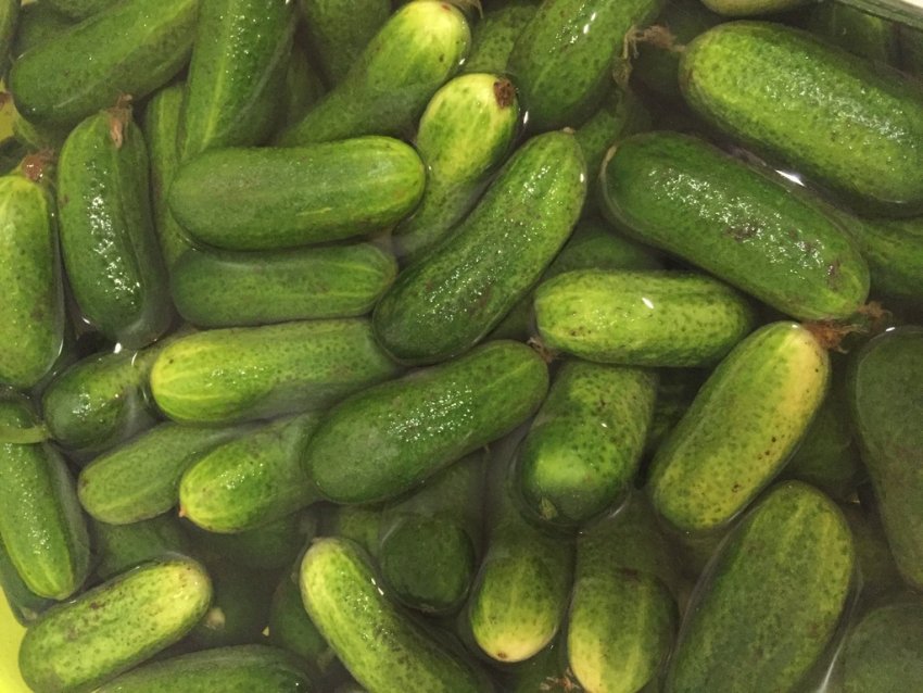 Огірки Диригент Огірки Диригент