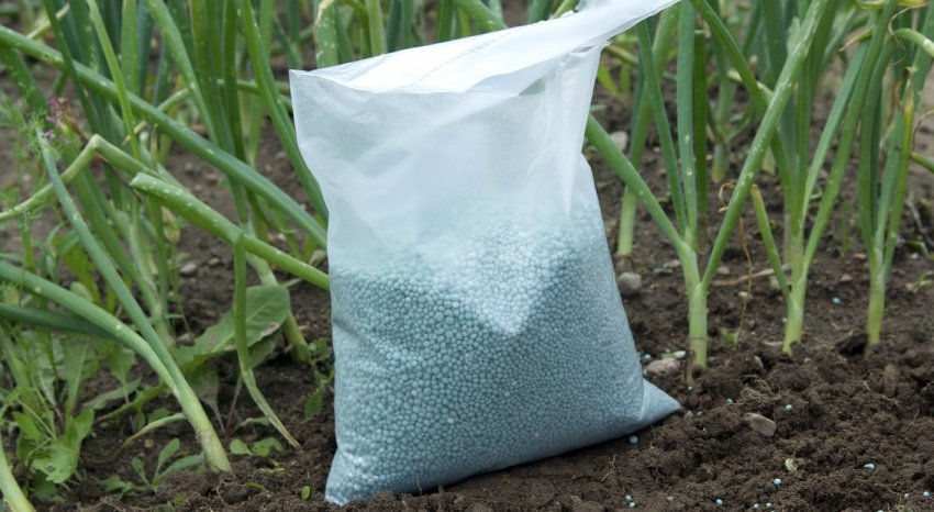 Удобрення цибулі азотом Удобрення цибулі азотом