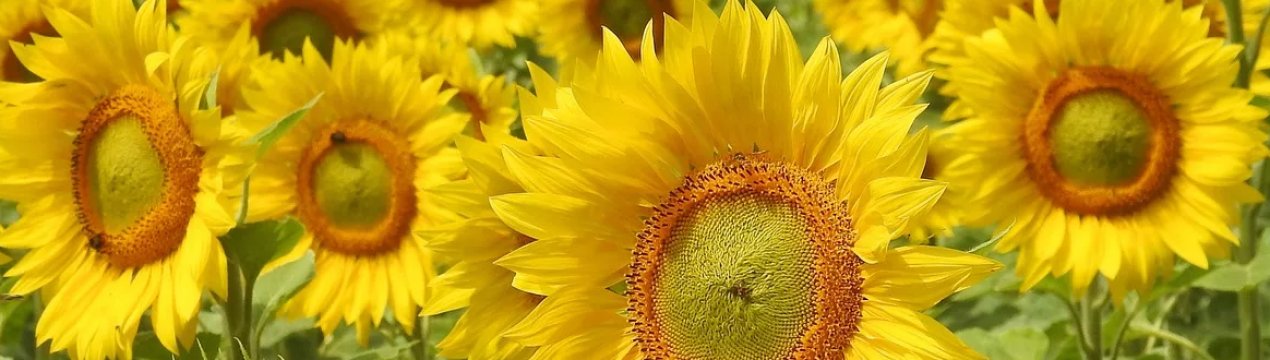 Названі найбільш небезпечні шкідники соняшнику в Україні